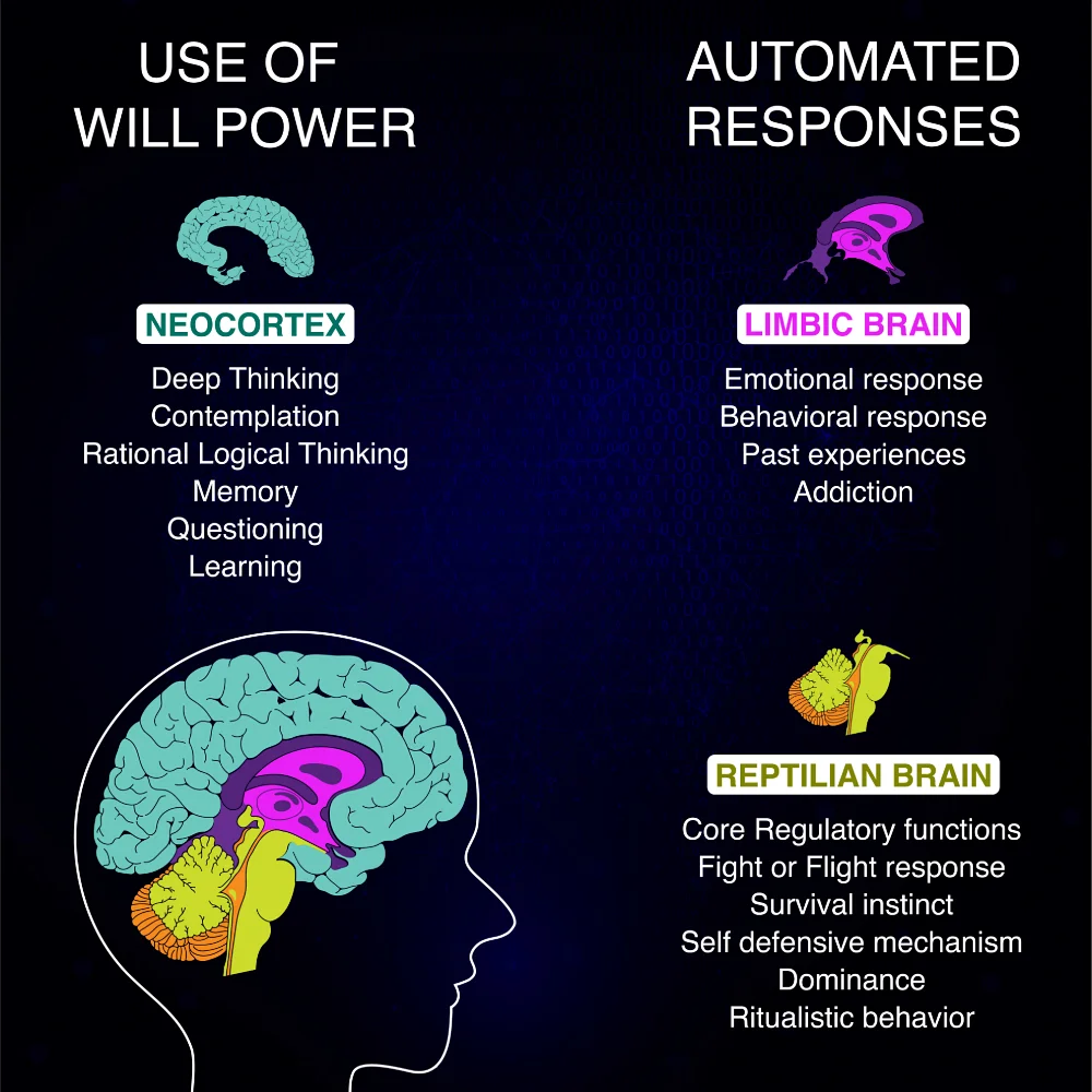 Triune Brain Overview